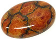 Corail Assemblé Corail Assemblé