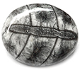 Fossile Minéralisé Fossile Minéralisé