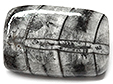 Fossile Minéralisé Fossile Minéralisé