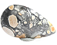 Jaspe Brechique Jaspe Brechique