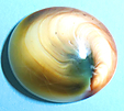 Opercule Opercule