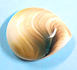 Opercule Opercule