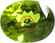 Péridot à Inclusions Péridot à Inclusions