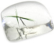Quartz à Aegirine Quartz à Aegirine