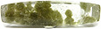Quartz à Cookeite Quartz à Cookeite