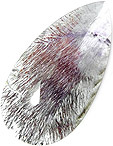 Quartz à Lepidocrocite Quartz à Lepidocrocite