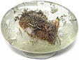 Quartz Lodolite Quartz Lodolite