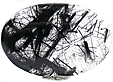 Quartz à Tourmaline Quartz à Tourmaline