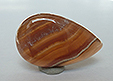 Rhodochrosite Miel Rhodochrosite Miel