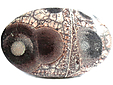 Rhyolite Œil d'Oiseau Rhyolite Œil d'Oiseau