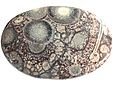 Rhyolite Œil d'Oiseau Rhyolite Œil d'Oiseau