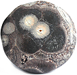Rhyolite Œil d'Oiseau Rhyolite Œil d'Oiseau