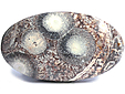 Rhyolite Œil d'Oiseau Rhyolite Œil d'Oiseau