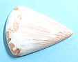 Scolecite Scolecite