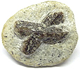 Staurolite Staurolite