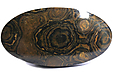 Stromatolite Stromatolite