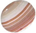 srdonyx br&eacute;silien