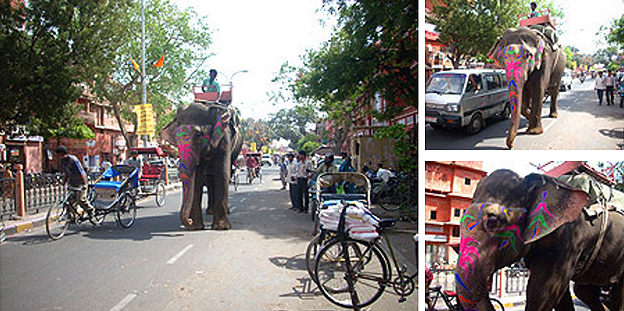elephants Jaipur India