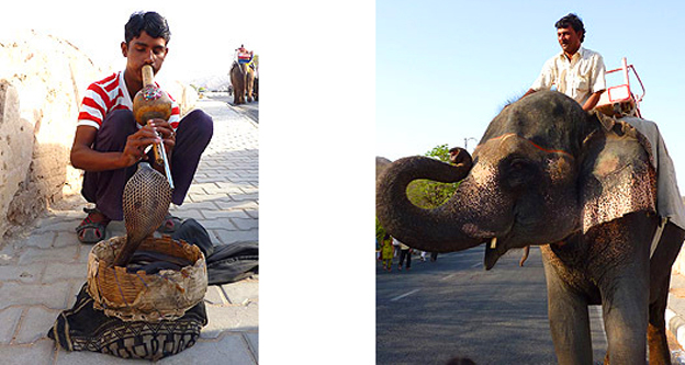 elephant et serpent jaipur