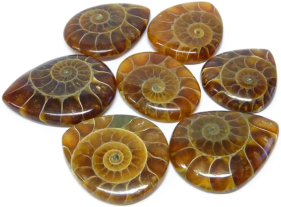 ammonites fossilis&eacute;es