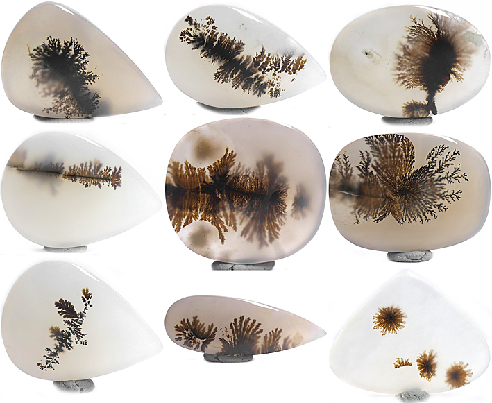 agate dendrites plantes