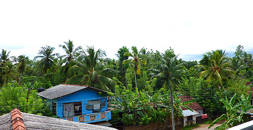 vegetation-depuis-chez-fournisseur-Galle-5.jpg