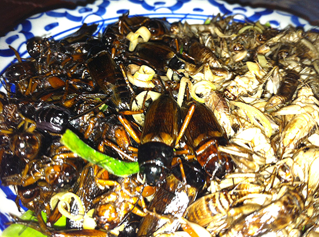bangkok, criquets et grillons au menu