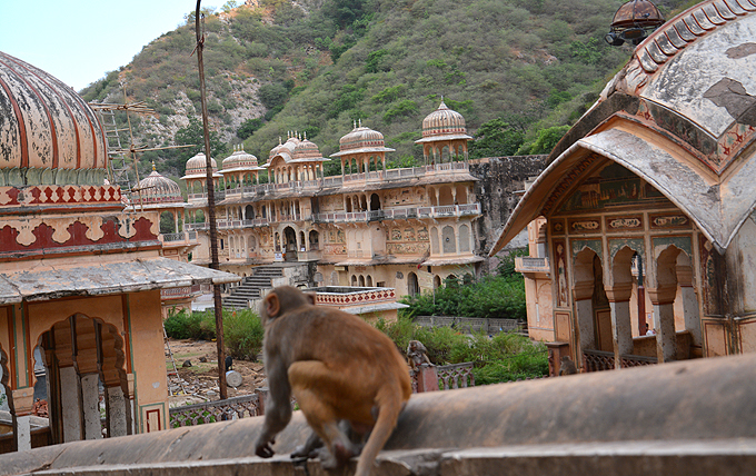 palais aux singes jaipur