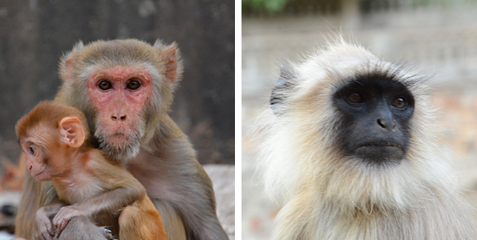 singes jaipur inde