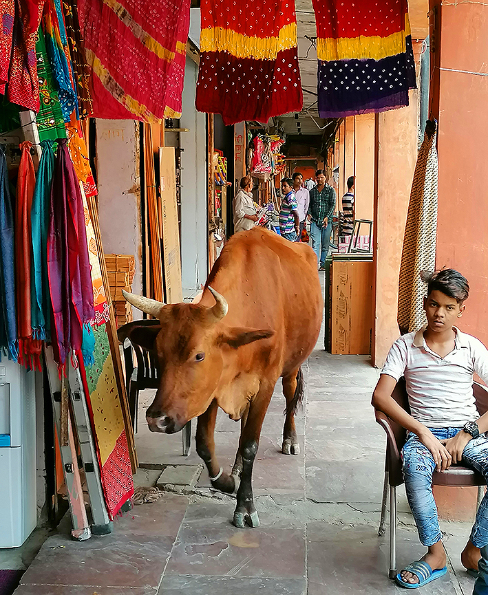 vache sacrée jaipur inde