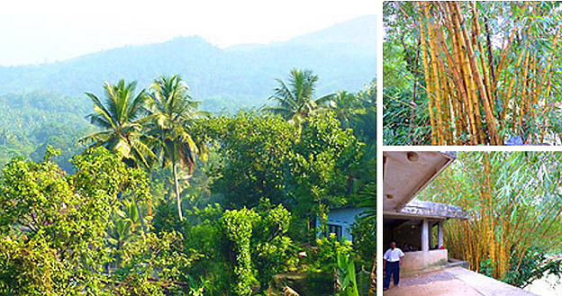 végétation luxuriante ratnapura sri lanka