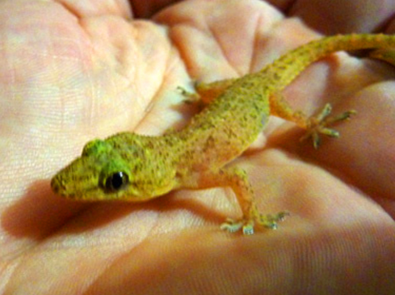 gecko au sri lanka