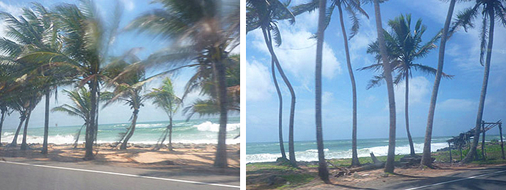 palmiers côte srilankaise