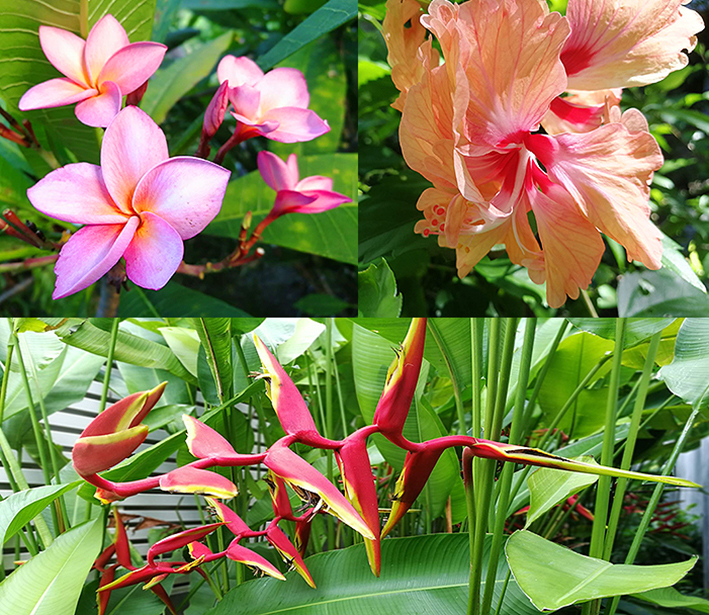 flore en thailande