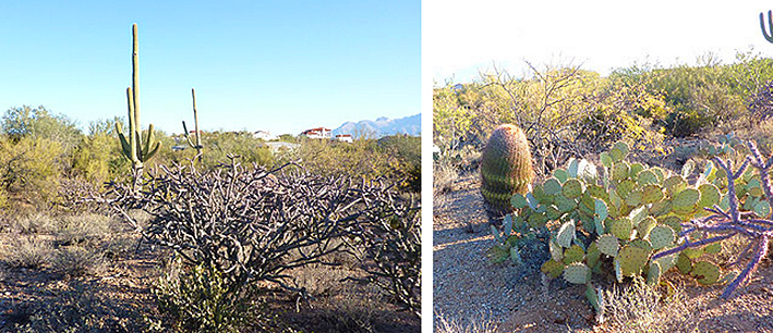 cactus Tucson 2011