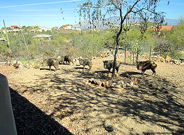 cochons sauvages tucson arizona