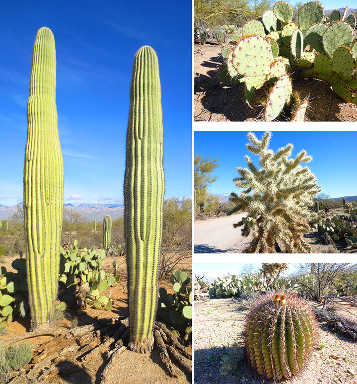 cactus tucson arizona usa