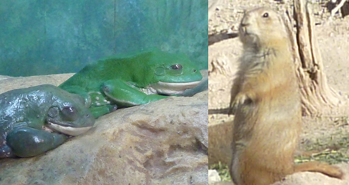 animaux du desert Tucson 2016