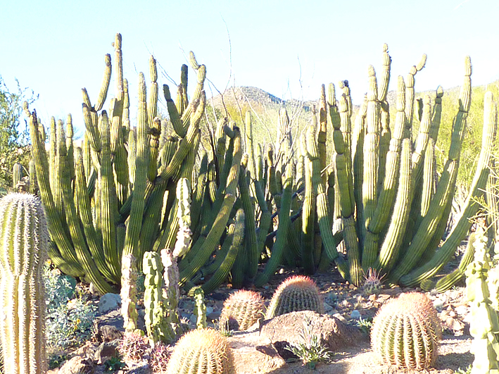 mus&eacute;e botanique Tucson 2016