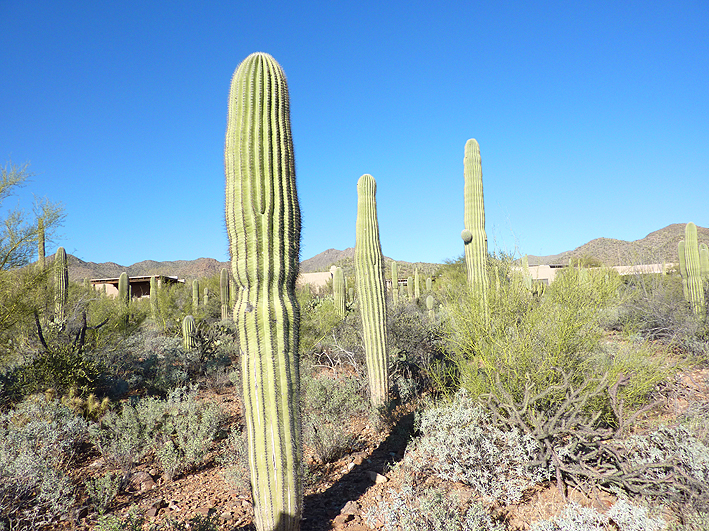 cactus Tucson 2016