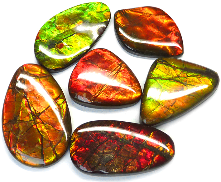 ammolites alberta canada