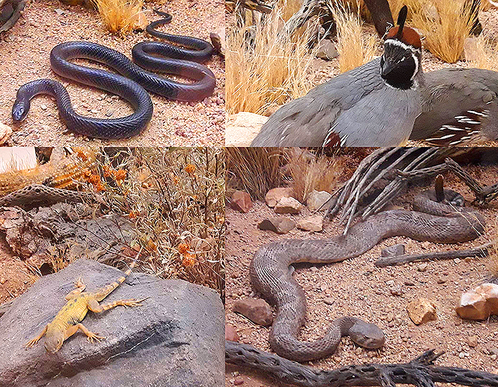 serpent du desert arizona