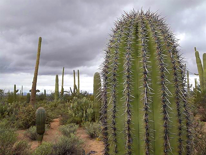 cactus arizona tucson