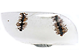 Agate Dendritique