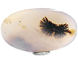 Agate Dendritique Agate Dendritique