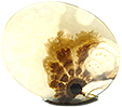 Agate Paysage
