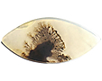 Agate Sc�nique