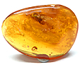 Ambre avec Insecte(s)