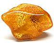 Ambre avec Insecte(s)