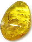 Ambre